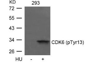 Western blot analysis of extracts from 293 cells untreated or treated with HU using CDK6(phospho-Tyr13) Antibody. (CDK6 抗体  (pTyr13))