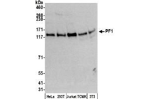 anti-PHD Finger Protein 12 (PHF12) (AA 954-1004) antibody