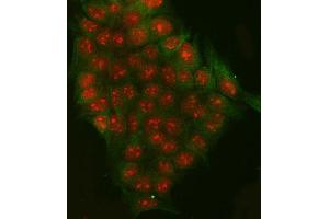 IF analysis of RRP7A and Tubulin beta using anti-RRP7A antibody (ABIN7599044) and anti-Tubulin beta antibody (ABIN7602744). (RRP7A 抗体  (AA 1-181))