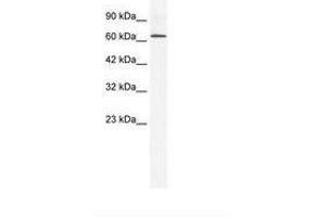 Image no. 1 for anti-DEAD (Asp-Glu-Ala-Asp) Box Polypeptide 21 (DDX21) (C-Term) antibody (ABIN202915)