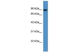 Western Blot showing LOXL3 antibody used at a concentration of 1-2 ug/ml to detect its target protein. (LOXL3 抗体  (Middle Region))