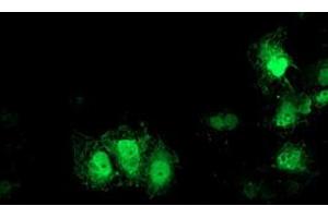 Anti-GDAP1L1 mouse monoclonal antibody (ABIN2454764) immunofluorescent staining of COS7 cells transiently transfected by pCMV6-ENTRY GDAP1L1 (RC200976). (GDAP1L1 抗体)
