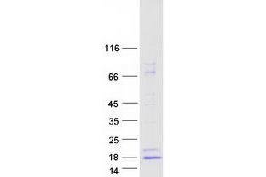 Western Blotting (WB) image for Insulin-Like 3 (Leydig Cell) (INSL3) protein (Myc-DYKDDDDK Tag) (ABIN2723493)
