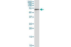 Immunoprecipitation of KAT5 transfected lysate using anti-KAT5 MaxPab rabbit polyclonal antibody and Protein A Magnetic Bead , and immunoblotted with KAT5 purified MaxPab mouse polyclonal antibody (B02P) . (KAT5 抗体  (AA 1-513))