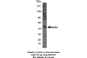 Image no. 1 for anti-Beclin 1, Autophagy Related (BECN1) antibody (ABIN363435) (Beclin 1 抗体)