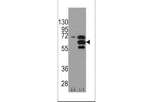 Western blot analysis of INA using rabbit polyclonal INA Antibody using 293 cell lysates (2 ug/lane) either nontransfected (Lane 1) or transiently transfected with the INA gene (Lane 2). (INA 抗体  (AA 290-319))