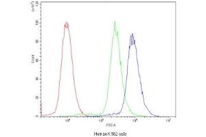 Flow cytometry testing of human K562 cells with POR antibody at 1ug/10^6 cells (blocked with goat sera) (POR 抗体)