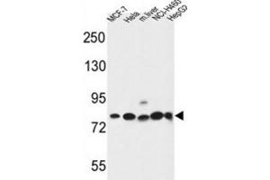 Western Blotting (WB) image for anti-Gephyrin (GPHN) antibody (ABIN3004319) (Gephyrin 抗体)