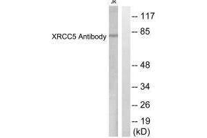 Western blot analysis of extracts from Jurkat cells, using XRCC5 antibody. (XRCC5 抗体  (C-Term))