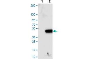 Western blot analysis of Lane 1: Negative control (vector only transfected HEK293T lysate). (TTPAL 抗体)