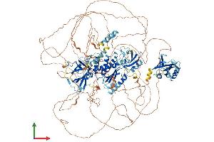 AlphaFold protein structure predicition of Mouse Recombinant Tns3 Protein, UniprotID Q5SSZ5