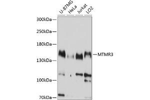 Western blot analysis of extracts of various cell lines, using MTMR3 antibody (ABIN6128323, ABIN6144158, ABIN6144159 and ABIN6214991) at 1:1000 dilution. (MTMR3 抗体  (AA 640-810))