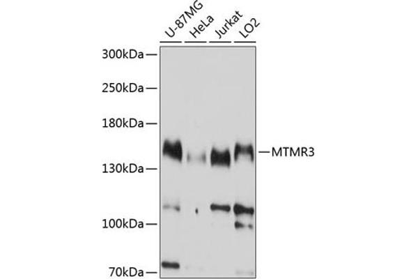 MTMR3 抗体  (AA 640-810)