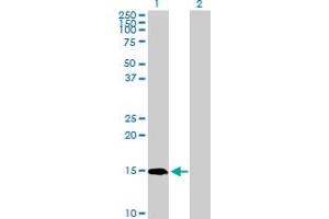Western Blot analysis of PIN4 expression in transfected 293T cell line by PIN4 MaxPab polyclonal antibody. (PIN4 抗体  (AA 1-156))