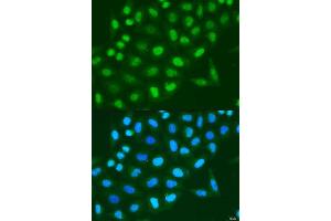 Immunofluorescence (IF) image for anti-Histone 3 (H3) (C-Term) antibody (ABIN3023243)