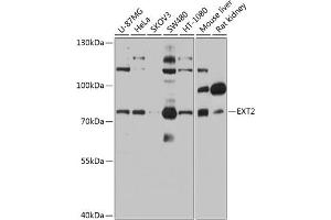 Western blot analysis of extracts of various cell lines, using EXT2 antibody (ABIN6130884, ABIN6140384, ABIN6140385 and ABIN6219129) at 1:1000 dilution. (EXT2 抗体  (AA 80-340))