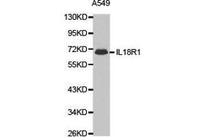 Western Blotting (WB) image for anti-Interleukin 18 Receptor 1 (IL18R1) antibody (ABIN1873199) (IL18R1 抗体)