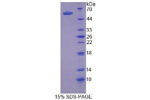 SDS-PAGE analysis of Human TRAF1 Protein. (TRAF1 蛋白)