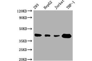 Western Blot Positive WB detected in: 293 whole cell lysate, HepG2 whole cell lysate, Jurkat whole cell lysate, THP-1 whole cell lysate All lanes: TMEM173 antibody at 1:1000 Secondary Goat polyclonal to rabbit IgG at 1/50000 dilution Predicted band size: 43 kDa Observed band size: 43 kDa (Recombinant STING/TMEM173 抗体)