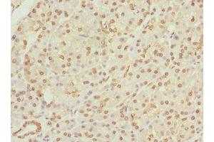 Immunohistochemistry of paraffin-embedded human pancreatic tissue using ABIN7159666 at dilution of 1:100 (APIP 抗体  (AA 1-242))