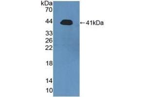 Detection of Recombinant PRH2, Human using Polyclonal Antibody to Acidic Salivary Proline Rich Phosphoprotein 2 (PRH2) (PRH2 抗体  (AA 17-166))