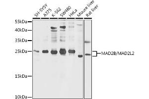 Western blot analysis of extracts of various cell lines, using MB/MB/ML2 antibody (ABIN6132319, ABIN6143422, ABIN6143424 and ABIN6216232) at 1:1000 dilution. (MAD2L2 抗体  (AA 1-211))