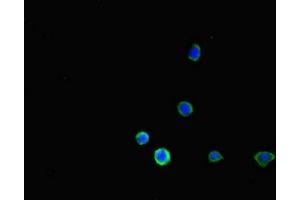 Immunofluorescent analysis of HepG2 cells using ABIN7158541 at dilution of 1:100 and Alexa Fluor 488-congugated AffiniPure Goat Anti-Rabbit IgG(H+L)