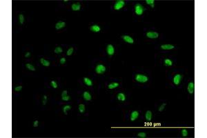 Immunofluorescence (IF) image for anti-N-Methylpurine-DNA Glycosylase (MPG) (AA 1-90) antibody (ABIN561840)