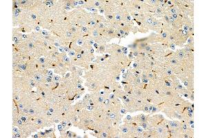 ABIN6264654 and ABIN6276603 at 1/100 staining Mouse brain tissue by IHC-P. (RASSF1 抗体  (Internal Region))