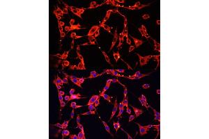 Immunofluorescence (IF) image for anti-Amiloride Binding Protein 1 (Amine Oxidase (Copper-Containing)) (ABP1) (AA 20-300) antibody (ABIN6136944)