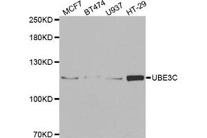 Western blot analysis of extracts of various cell lines, using UBE3C antibody. (UBE3C 抗体)