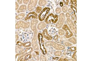 Immunohistochemistry of paraffin-embedded mouse kidney using KLK1 Rabbit pAb (ABIN3022581, ABIN3022582, ABIN3022583 and ABIN6218920) at dilution of 1:500 (40x lens).