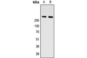 Western blot analysis of ZNF462 expression in A549 (A), PC12 (B) whole cell lysates. (ZNF462 抗体  (N-Term))