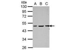Image no. 1 for anti-GC-Rich Promoter Binding Protein 1 (GPBP1) (AA 1-207) antibody (ABIN1498499)