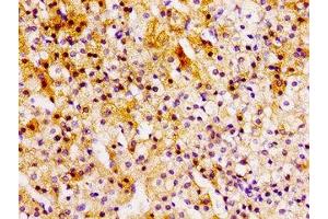 Immunohistochemistry of paraffin-embedded human adrenal gland tissue using ABIN7145958 at dilution of 1:100 (CCL15 抗体  (AA 22-113))