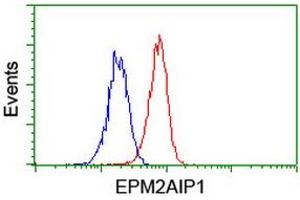 Image no. 10 for anti-EPM2A (Laforin) Interacting Protein 1 (EPM2AIP1) antibody (ABIN1498045) (EPM2AIP1 抗体)