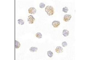 Immunofluorescence (IF) image for anti-Solute Carrier Family 35 (UDP-Glucuronic Acid/UDP-N-Acetylgalactosamine Dual Transporter), Member D1 (SLC35D1) (C-Term) antibody (ABIN500740)