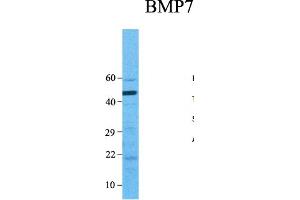 Western Blotting (WB) image for anti-Bone Morphogenetic Protein 7 (BMP7) (N-Term) antibody (ABIN2779568)