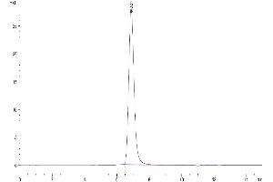Size-exclusion chromatography-High Pressure Liquid Chromatography (SEC-HPLC) image for Signal-Regulatory Protein alpha (SIRPA) (AA 31-370) protein (His tag) (ABIN7275650)