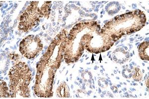 Immunohistochemistry (IHC) image for anti-Nuclear Receptor Subfamily 5, Group A, Member 1 (NR5A1) (Middle Region) antibody (ABIN2777447)