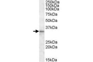 HAX1 polyclonal antibody  (1 ug/mL) staining of human testis lysate (35 ug protein in RIPA buffer). (HAX1 抗体)