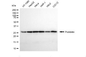 Western blotting analysis using prohibitin antibody (ABIN7799910). (Recombinant Prohibitin 抗体)