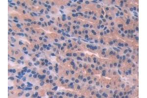 Immunohistochemistry (IHC) image for anti-Phospholipase A2, Group IID (PLA2G2D) (AA 20-134) antibody (ABIN7443731)