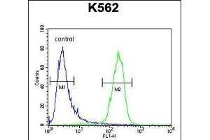 MCART2 Antibody (N-term) (ABIN654844 and ABIN2844510) flow cytometric analysis of K562 cells (right histogram) compared to a negative control cell (left histogram). (MCART2 抗体  (N-Term))