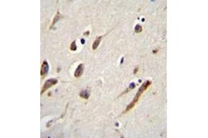 Immunohistochemistry analysis in formalin fixed and paraffin embedded human brain tissue reacted with FBXW11 Antibody (Center) followed by peroxidase conjugation of the secondary antibody and DAB staining. (FBXW11 抗体  (Middle Region))