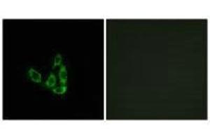 Immunofluorescence (IF) image for anti-Glucosaminyl (N-Acetyl) Transferase 3, Mucin Type (GCNT3) antibody (ABIN7183573)