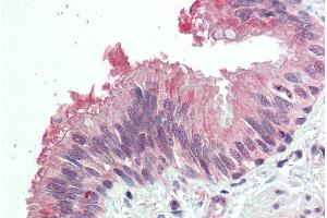 ABIN570760 (5µg/ml) staining of paraffin embedded Human Lung. (MDFI 抗体  (Internal Region))