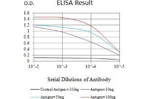 Black line: Control Antigen (100 ng),Purple line: Antigen (10 ng), Blue line: Antigen (50 ng), Red line:Antigen (100 ng) (MSH2 抗体  (AA 442-586))