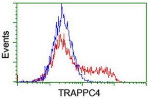 Image no. 1 for anti-Trafficking Protein Particle Complex 4 (TRAPPC4) antibody (ABIN1501263) (TRAPPC4 抗体)