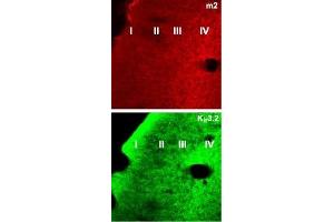 Expression of Muscarinic acetylcholine receptor M2 in mouse parieto-temporal cortex sections - Immunohistochemical staining of mouse parieto-temporal cortex frozen sections (non-consecutive) using Anti-GIRK2 (Kir3. (Muscarinic Acetylcholine Receptor M2 抗体  (AA 225-356))